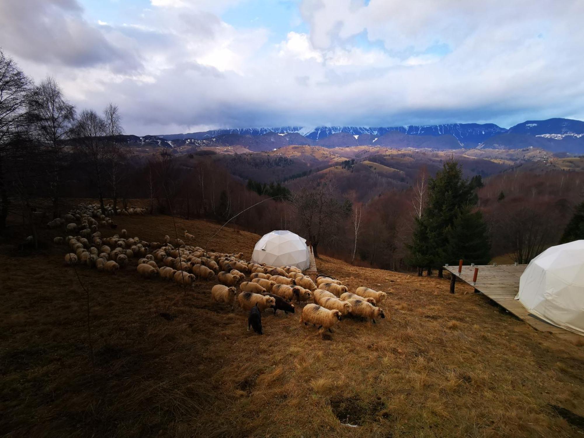 Glamping Zazen Hotel Drumu Carului Exterior foto